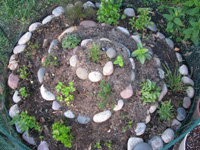an herb garden with herbs planted within a spiral of rocks