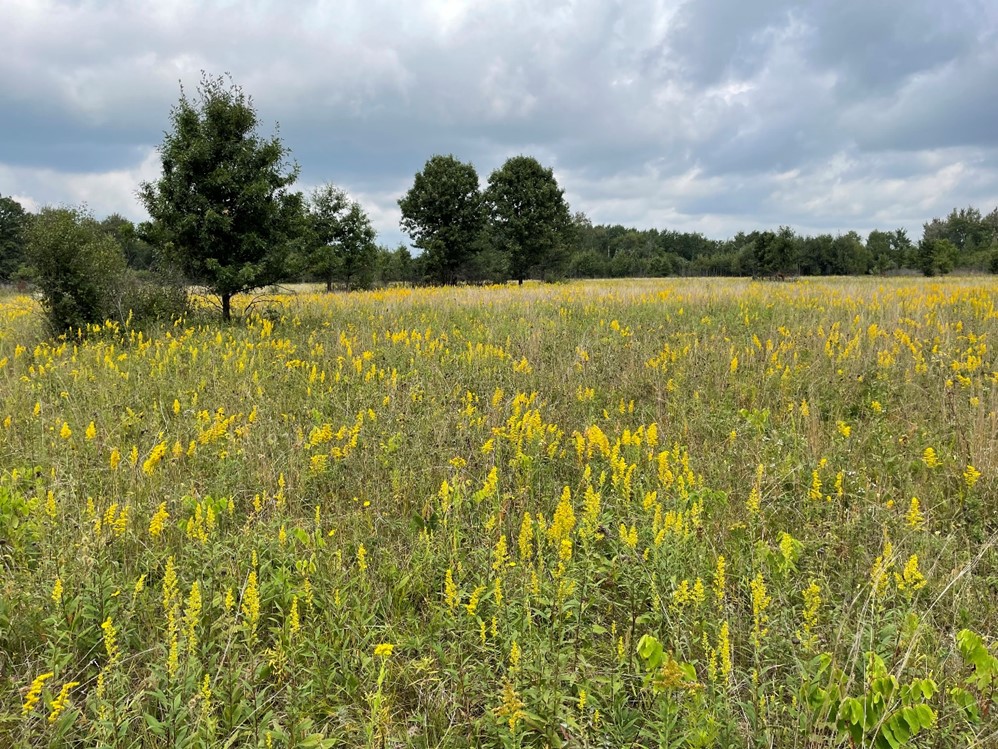 Grass field with yellow flowers