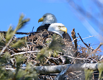 Bald eagle nest