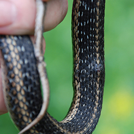 Common gartersnake with raised bumps.