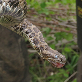 Eastern massasauga with swollen mouth