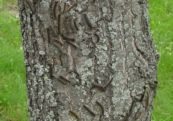 A cluster of spongy moth caterpillars on a tree trunk.
