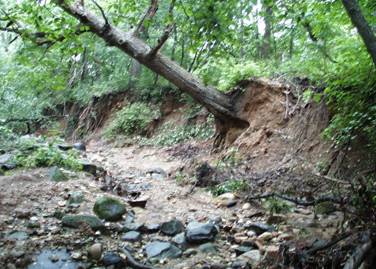 Tree falling down eroded stream bank
