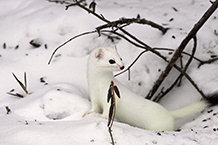 short-tailed weasel