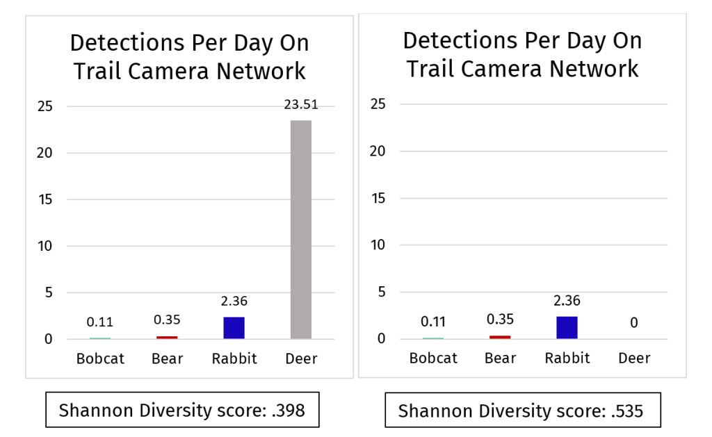 Two bar graphs depict trail detections for four species, bobcat, bear, rabbit and deer. The graph on the left shows a much higher detections for deer when compared to the other species, and Shannon Diversity gives it a score of .398. The graph on the right manipulates this data and instead gives an input of zero detections for deer. Because the the abundances are now comparatively more equal, Shannon Diversity erroneously gives this a higher diversity of score of .535.