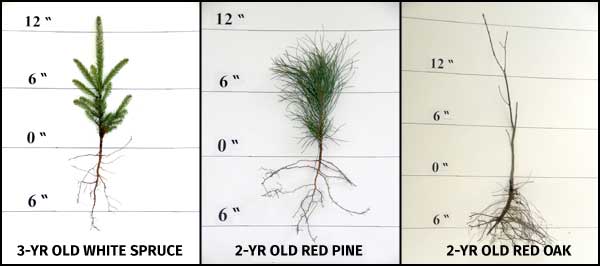 A three year old white spruce seedling measuring just over 12 inches tall, a two year old red pine measuring 12 inches, and a two year old red oak measuring just over 18 inches.