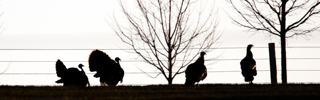 Turkeys Silhouetted on a field