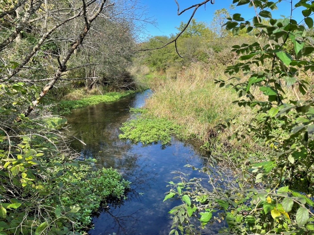 View over a creek with grasses and shrubs surrounding it