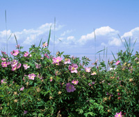 Wild roses and blue sky